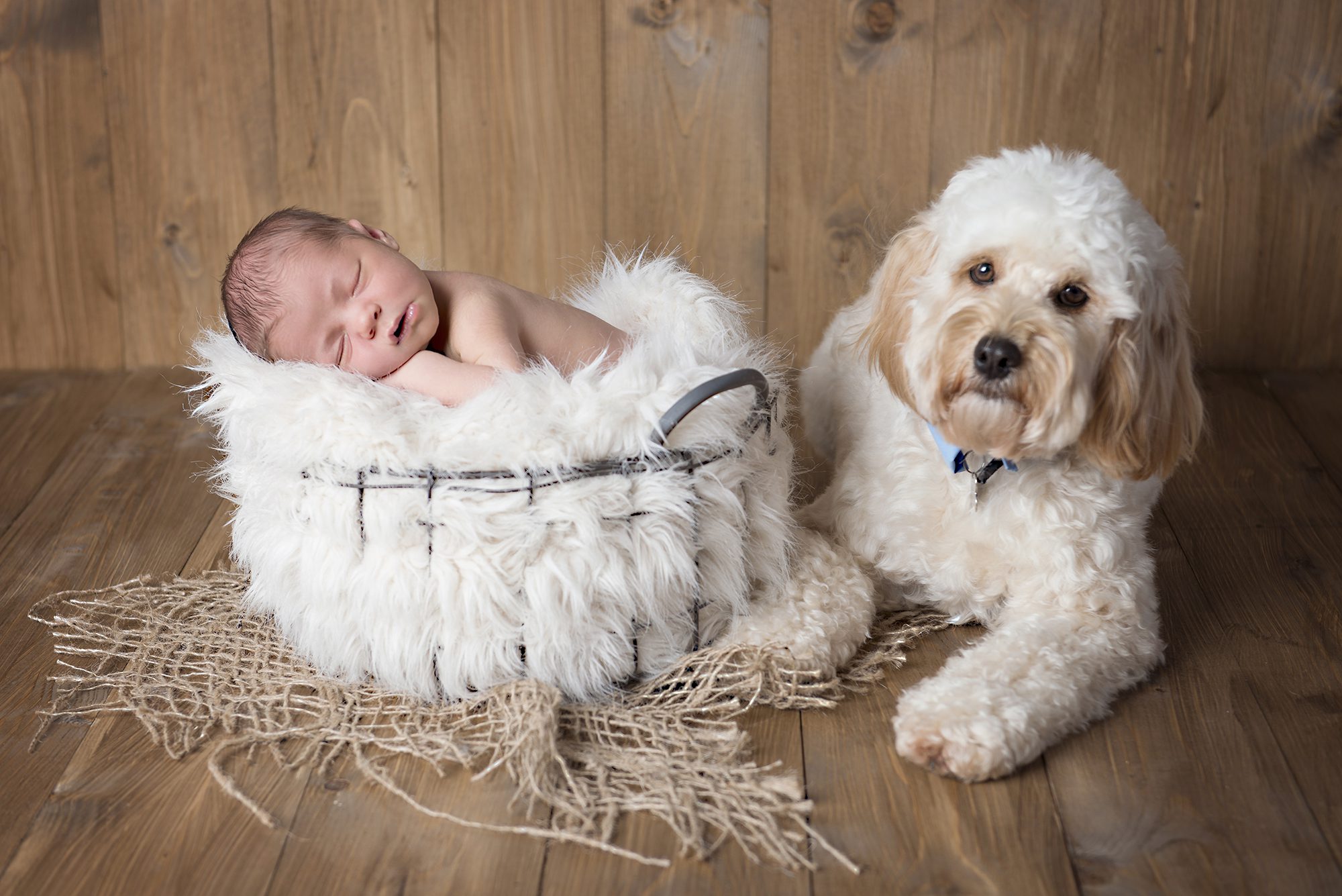 baby and dog in newborn photoshoot Wokingham